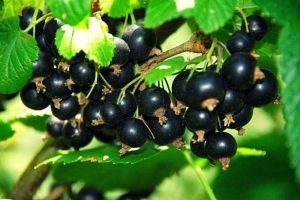 Schwarze Johannisbeere Ojebyn - Strauch