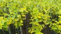 Trzmielina GOLD na pniu 130-150 cm
