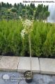Trzmielina GOLD na pniu 130-150 cm