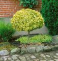 Trzmielina GOLD na pniu 130-150 cm