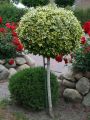 Trzmielina GOLD na pniu 130-150 cm