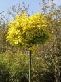 Trzmielina GOLD 60-80 cm