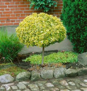 Gold-Heckenkirsche auf Stamm 100-120 cm