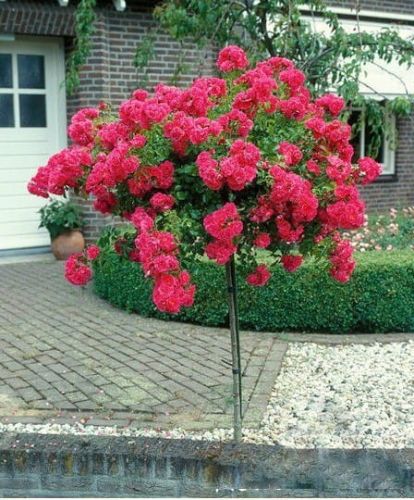 Rosa ZWISAJENDE rosa - am Stamm