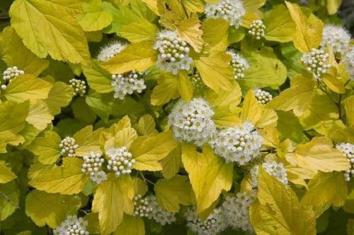 Physalis sylvestris DART'S GOLD
