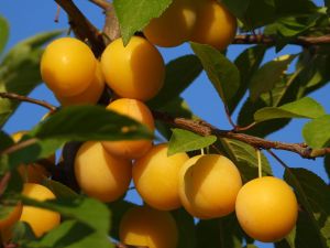Mirabelle Nansy  im Topf