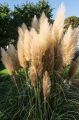 Trawa pampasowa WHITE FEATHER