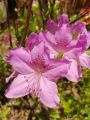 Azalia wielkokwiatowa WESTERN LIGHTS
