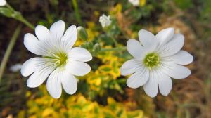 Cerastium tomentosum