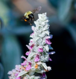 Stachys byzantina