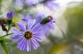 Aster GULIWER