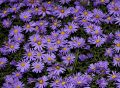 Aster GULIWER