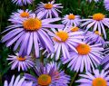 Aster GULIWER