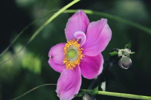 Herbst-Anemone ANABELLE DEEP ROSE