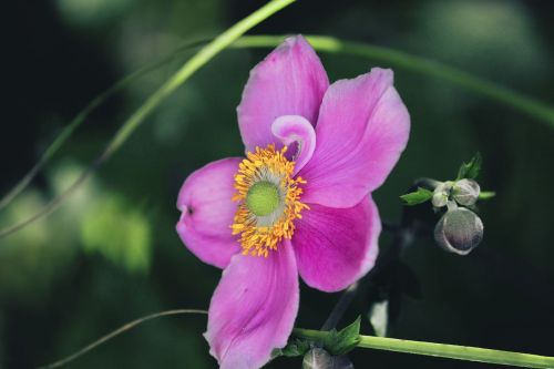 Herbst-Anemone ANABELLE DEEP ROSE