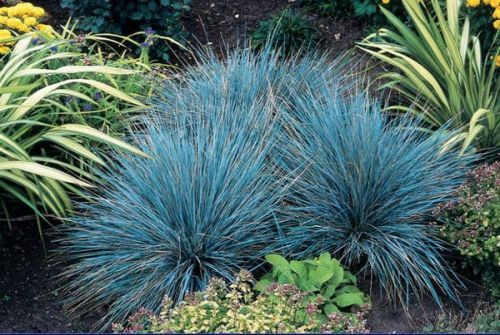 Blauschwingel AZURIT