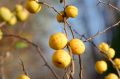 Pigwowiec CLEMENTINE