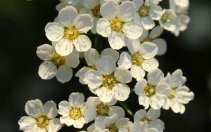 Nippon-Spierstrauch WHITE CARPET