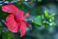 Hibiskus bylinowy FIREBALL