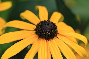 Rudbeckia PAULINA