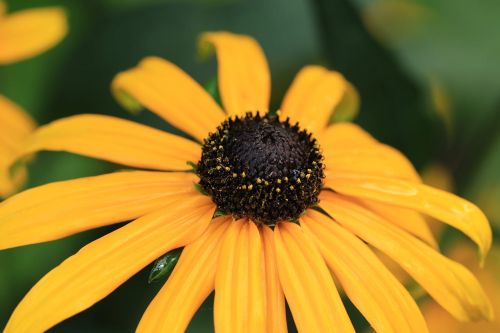 Rudbeckia PAULINA