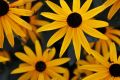 Rudbekia PAULINA