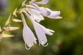 Funkia - Hosta FRAGRANT BOUQUET