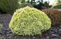 Picea glauca 'Dendrofarma Gold