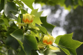 Tulipanowiec Amerykański FASTIGIATA