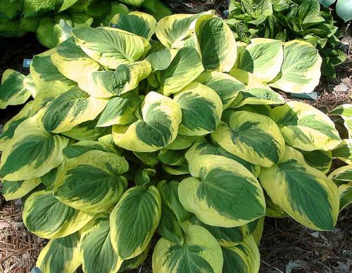 HOSTA CARNIVAL