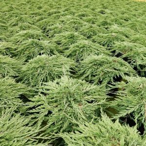 Juniperus horizontalis Pancake