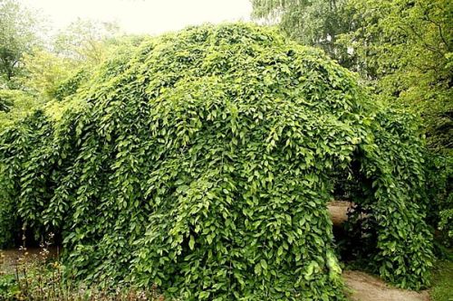 Carpinus betulus  PENDULA 170 cm– veredelt