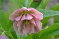 Ciemiernik DOUBLE ELLEN PINK