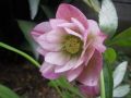 Ciemiernik DOUBLE ELLEN PINK