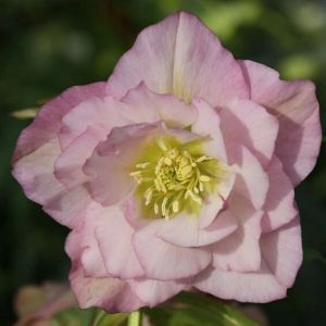 Christrose DOUBLE ELLEN PINK