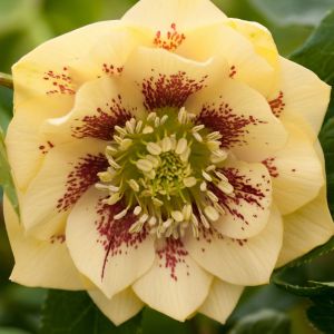 Christrose DOUBLE ELLEN Yellow