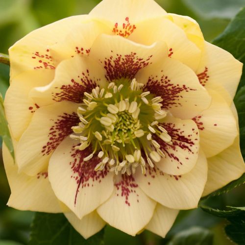 Christrose DOUBLE ELLEN Yellow