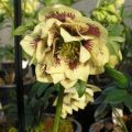 Ciemiernik DOUBLE ELLEN Yellow