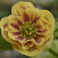 Ciemiernik DOUBLE ELLEN Yellow