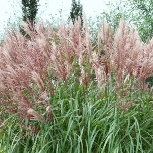 Miscanthus sinensis DAVID