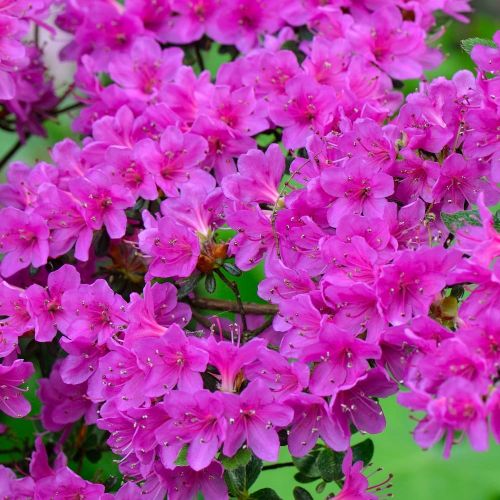 Rhododendron obtusum  GEISHA Purple