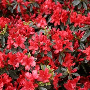 Rhododendron Hot Shot Variegata