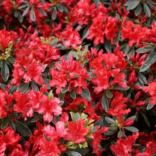Rhododendron Hot Shot Variegata