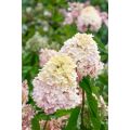 Hortensja Bukietowa Magical Sweet Summer na pniu