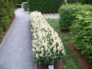 Prunus laurocerasus Otto Luyken 