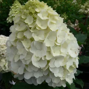 Hydrangea paniculata Mont Blanc auf Stamm