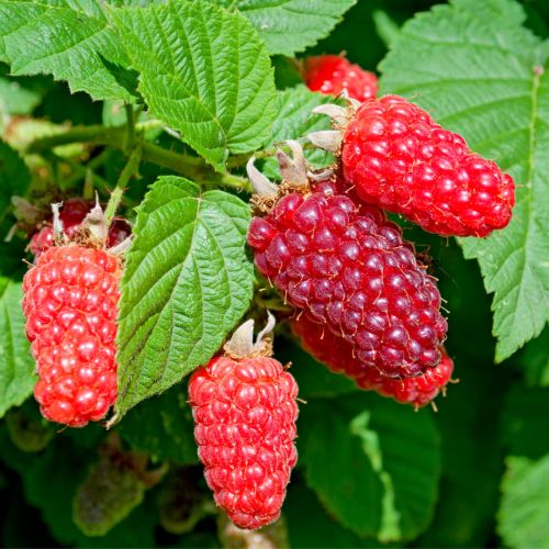 Himbeer-Brombeeren MALINOJEŻYNA