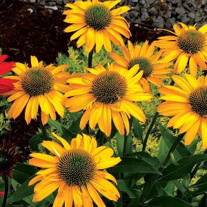Echinacea KISMET INTENSE YELLOW