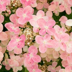 Hydrangea paniculata Polestar auf Stamm
