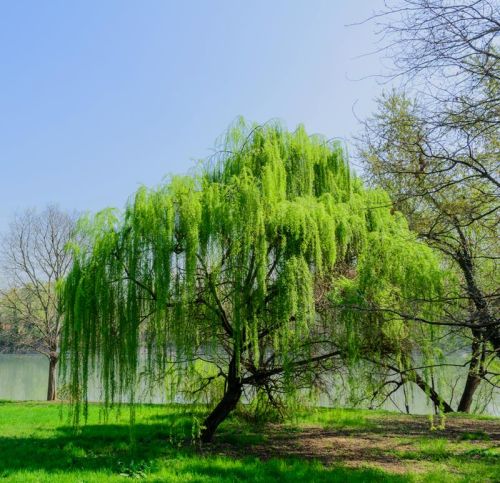 Salix matsudana